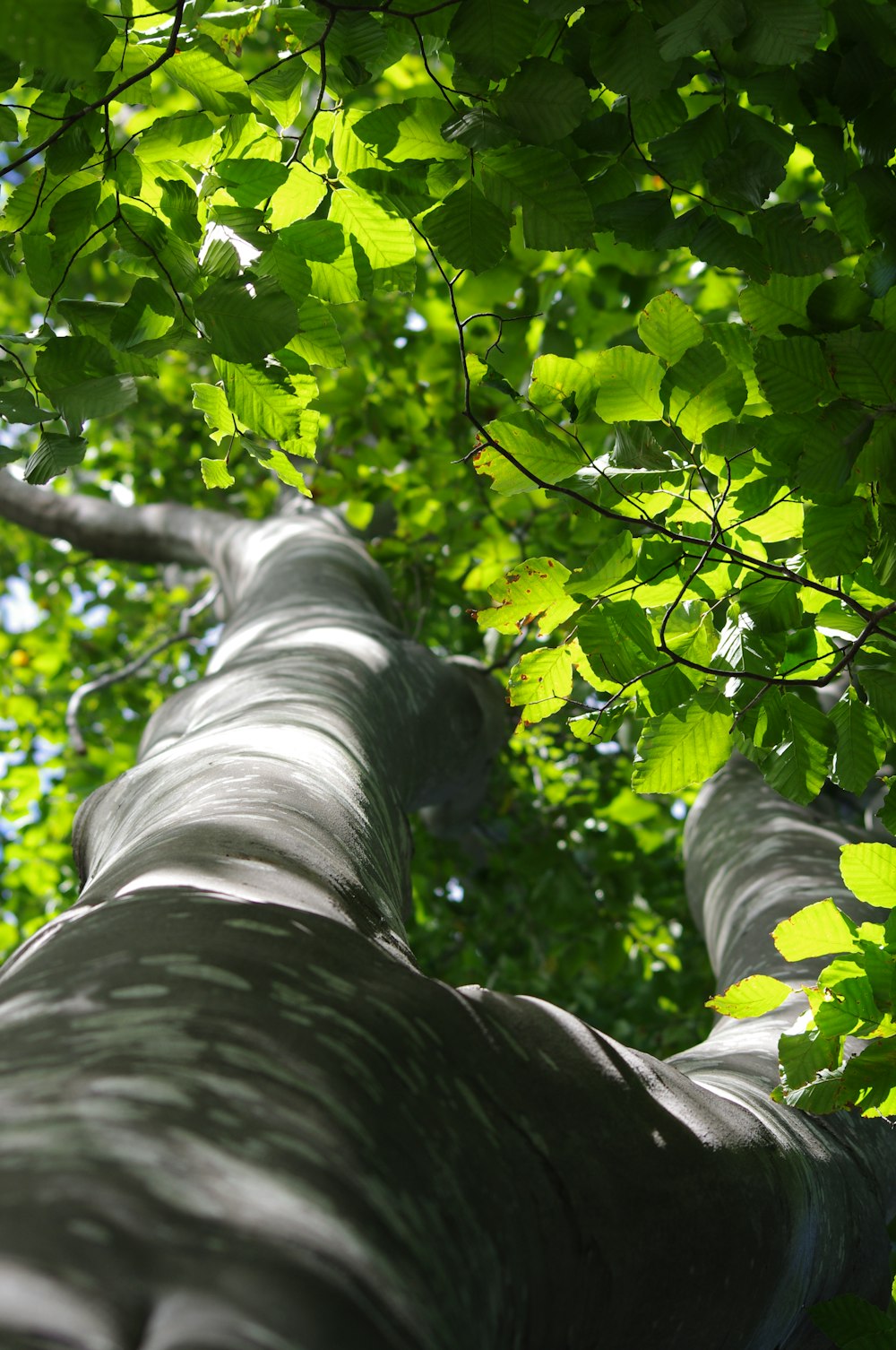 ein hoher Baum mit vielen grünen Blättern