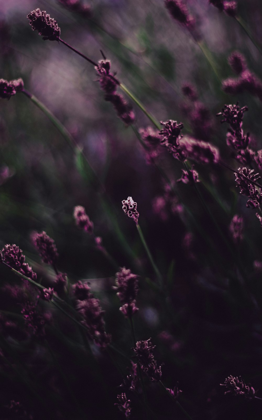 a bunch of flowers that are in the grass