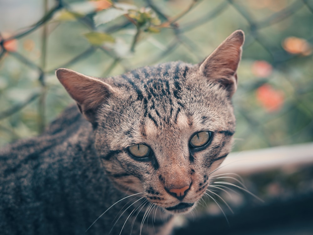 a close up of a cat near a fence