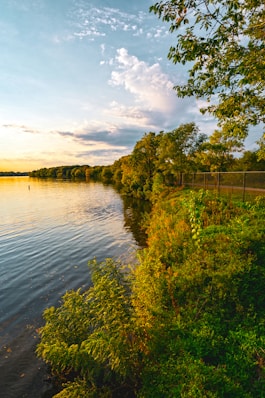 a body of water surrounded by trees and bushes