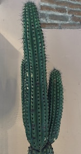 Cacto Elegante