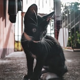 A playful black kitten chasing a shadow on a wooden floor