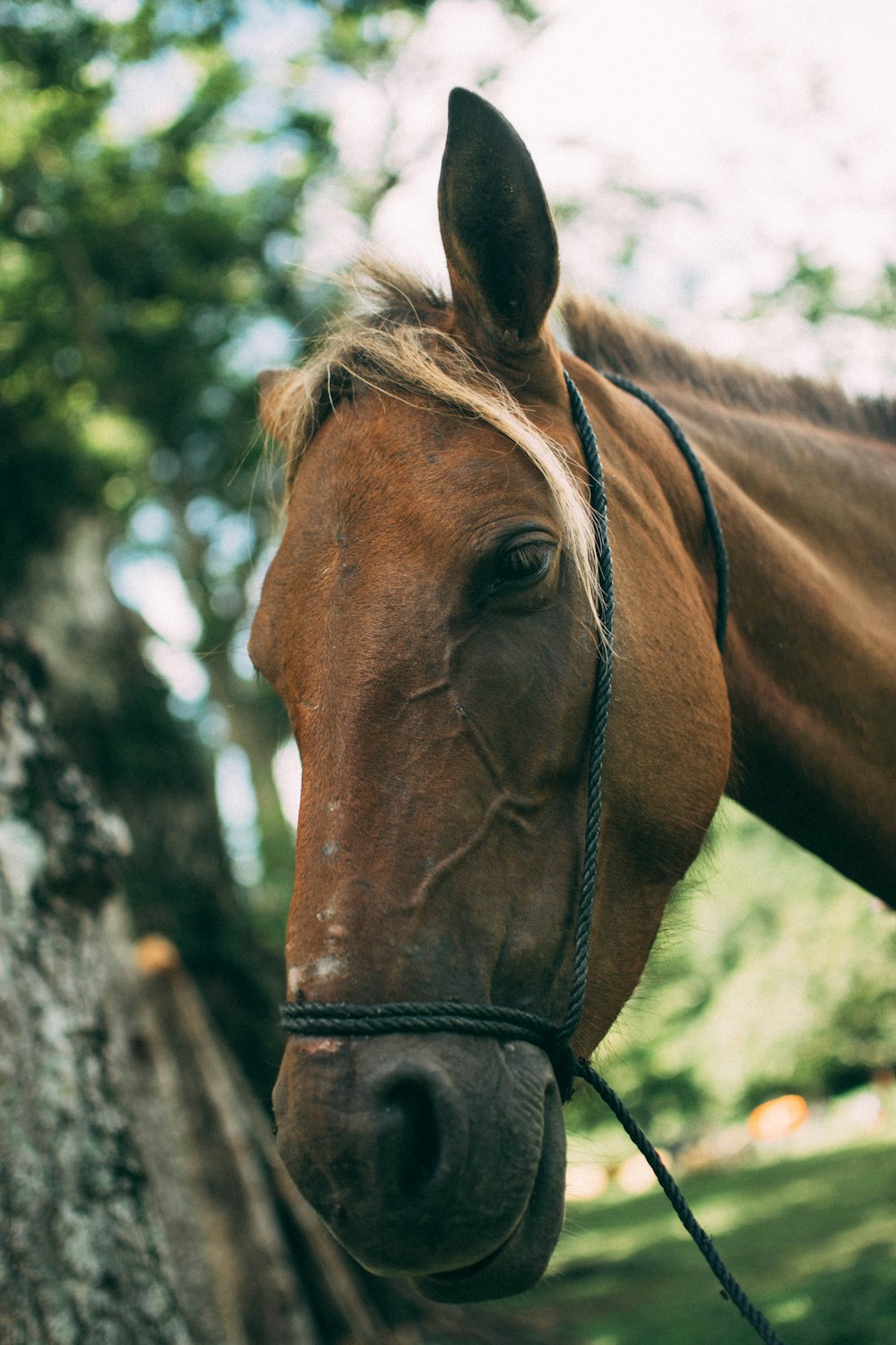 a close up of a horse near a tree