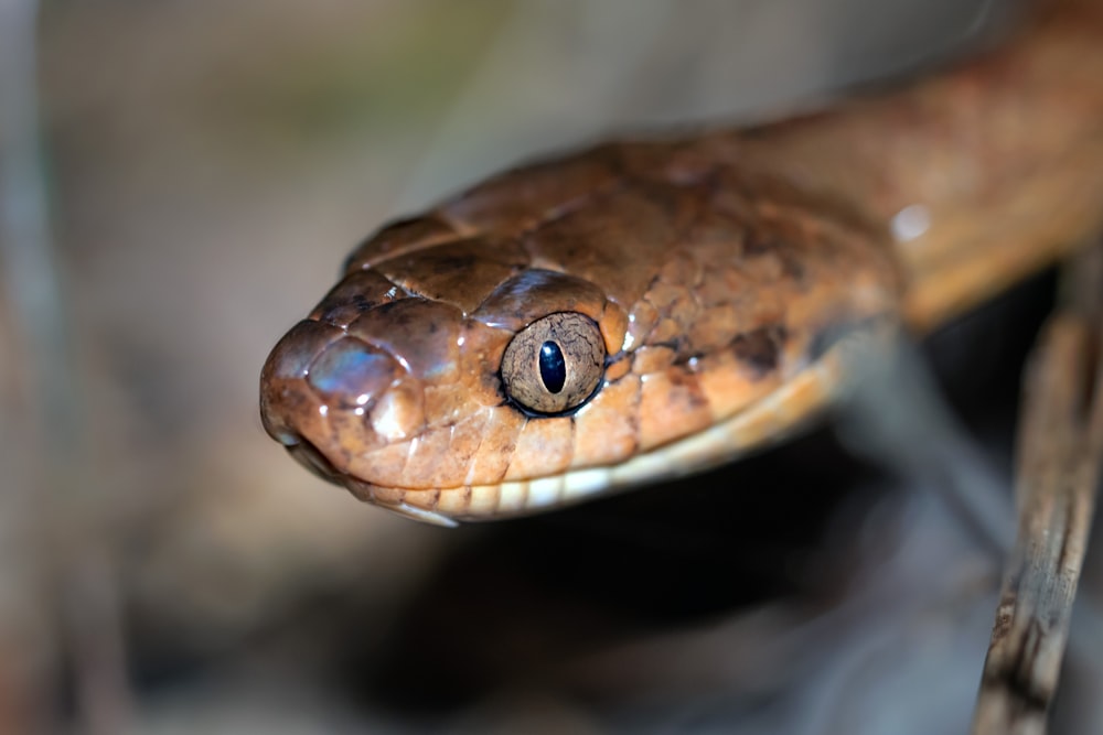 a close up of a snake on a branch