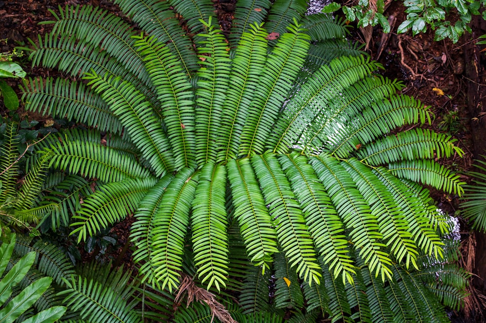 Una gran planta verde con muchas hojas