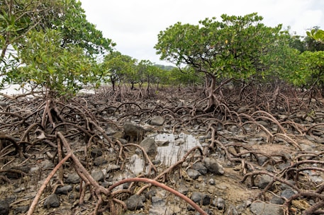 a bunch of trees that are in the dirt