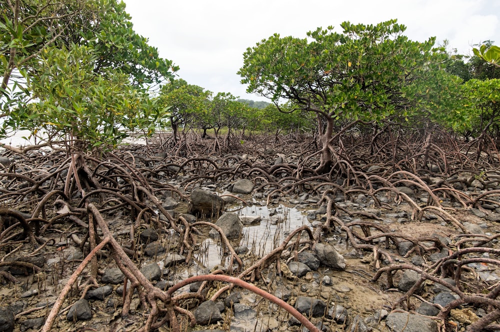 a bunch of trees that are in the dirt