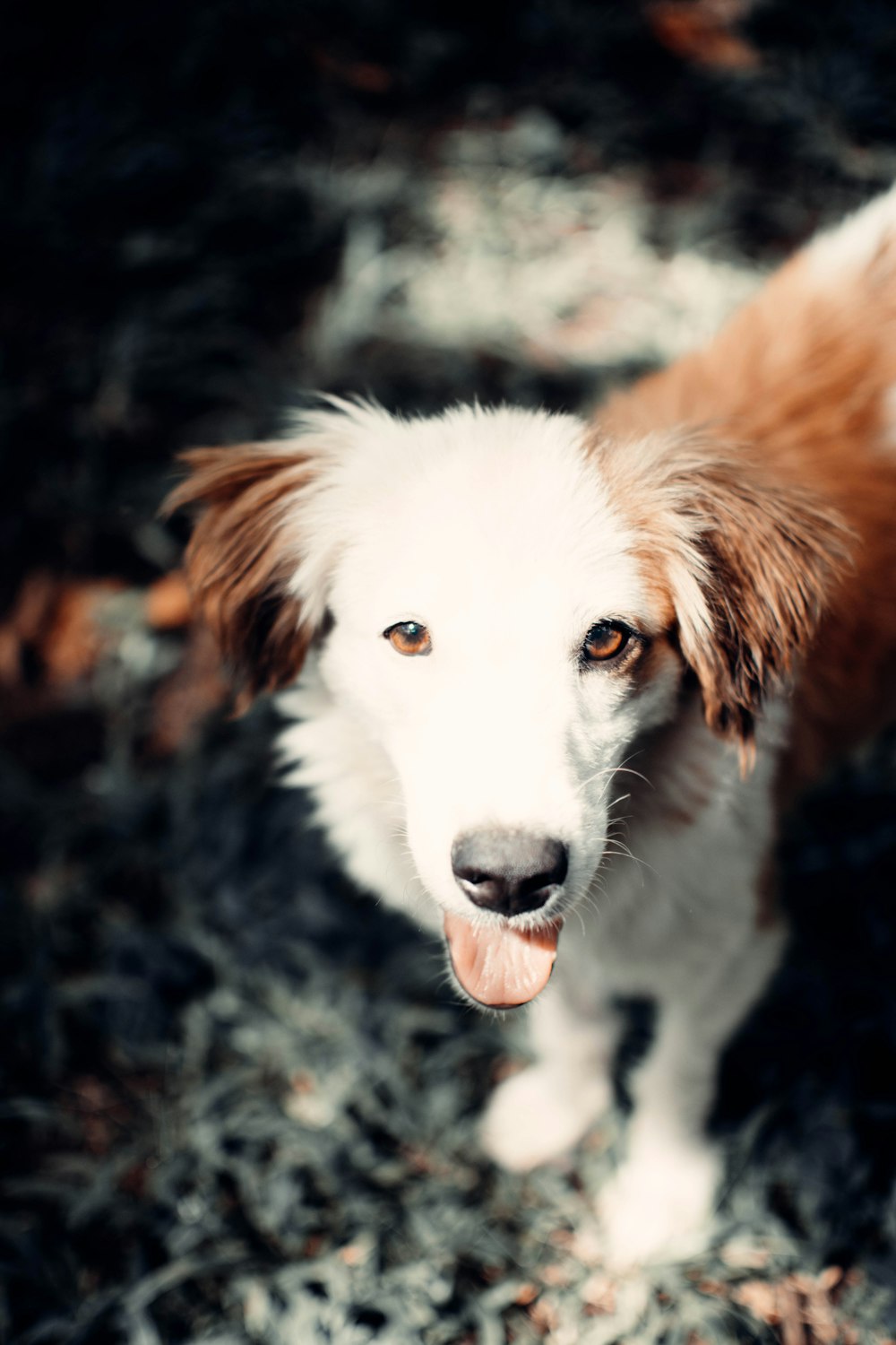 a brown and white dog standing on top of a grass covered field