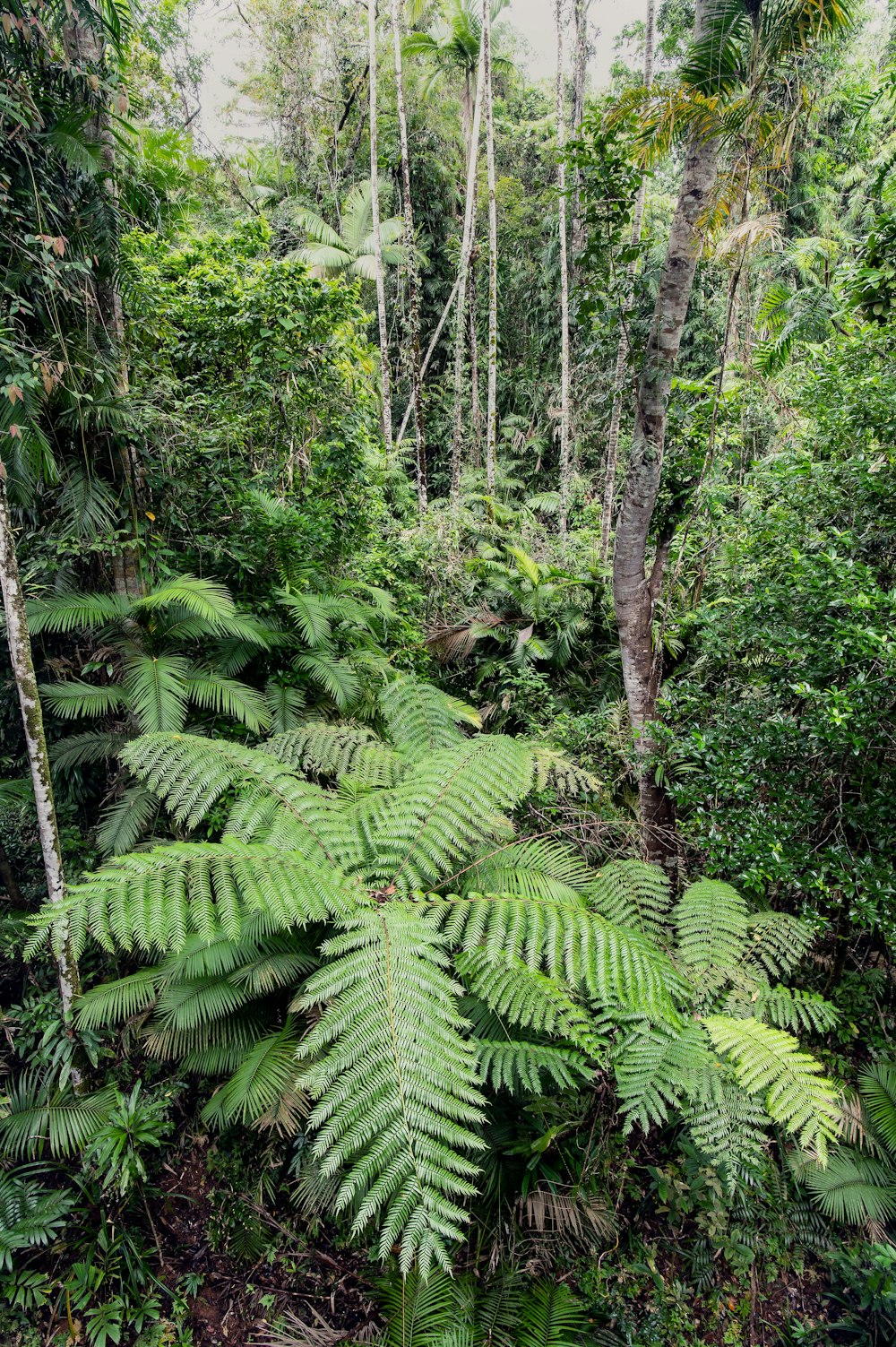 Un exuberante bosque verde lleno de muchos árboles