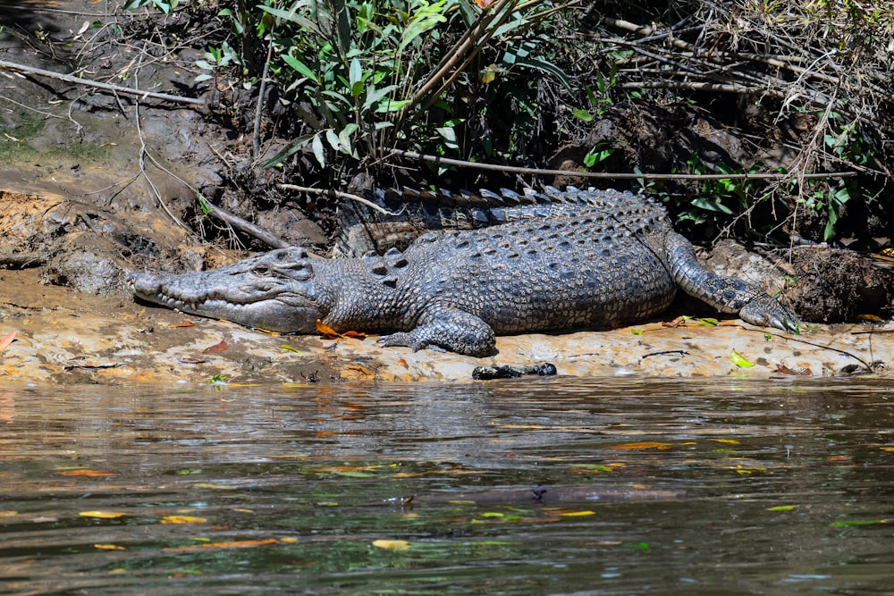 a reptile in the water