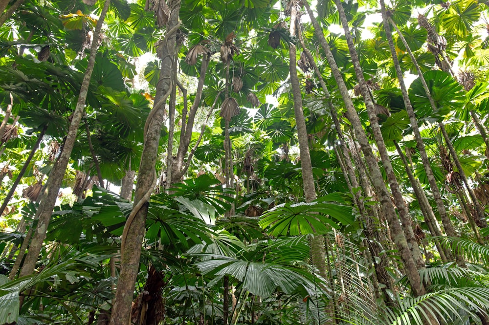 a close up of a tree