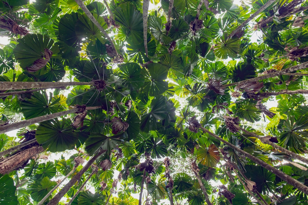 a bunch of green bananas hanging from a tree