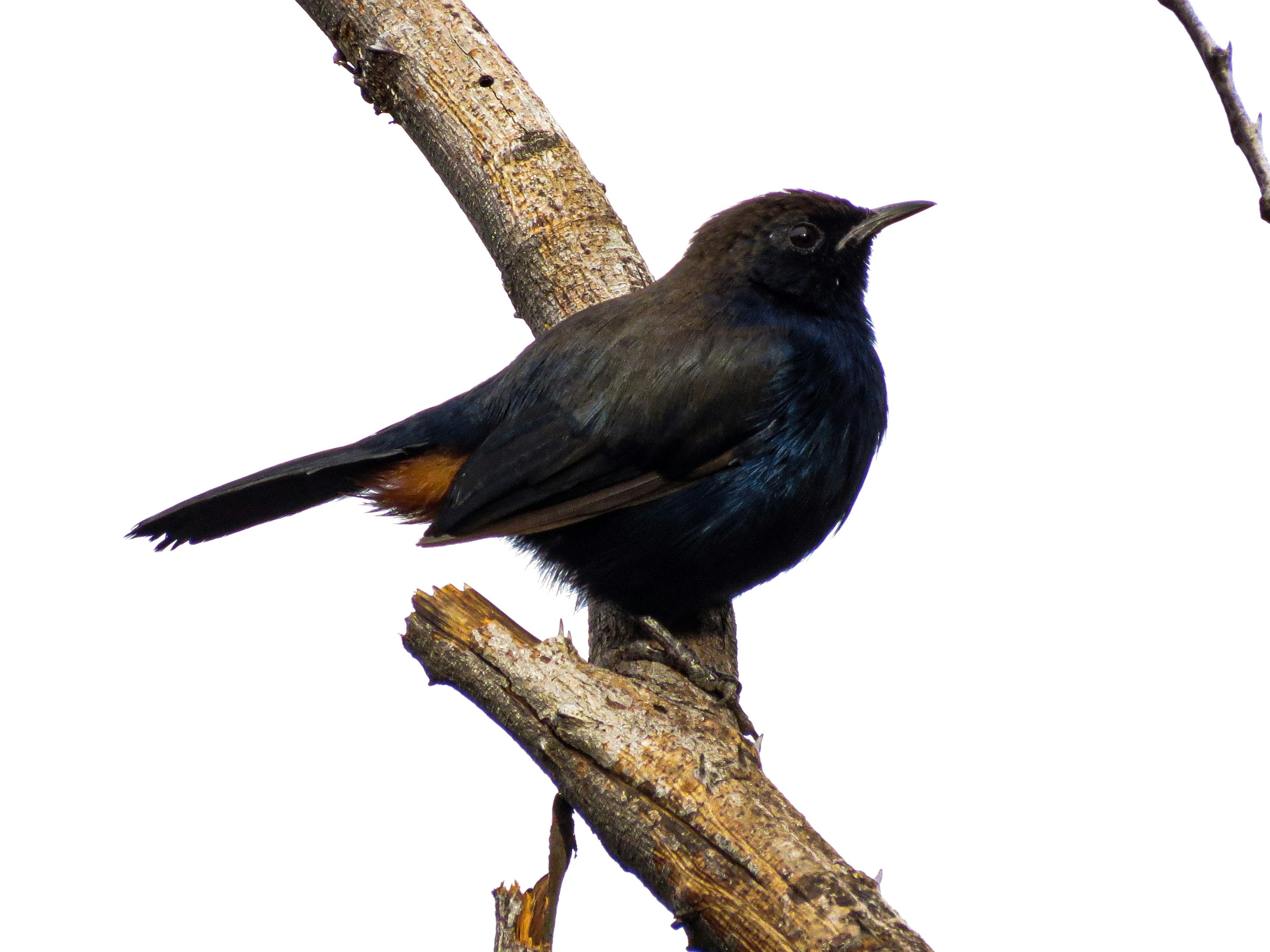 Photo by anandramavath_786