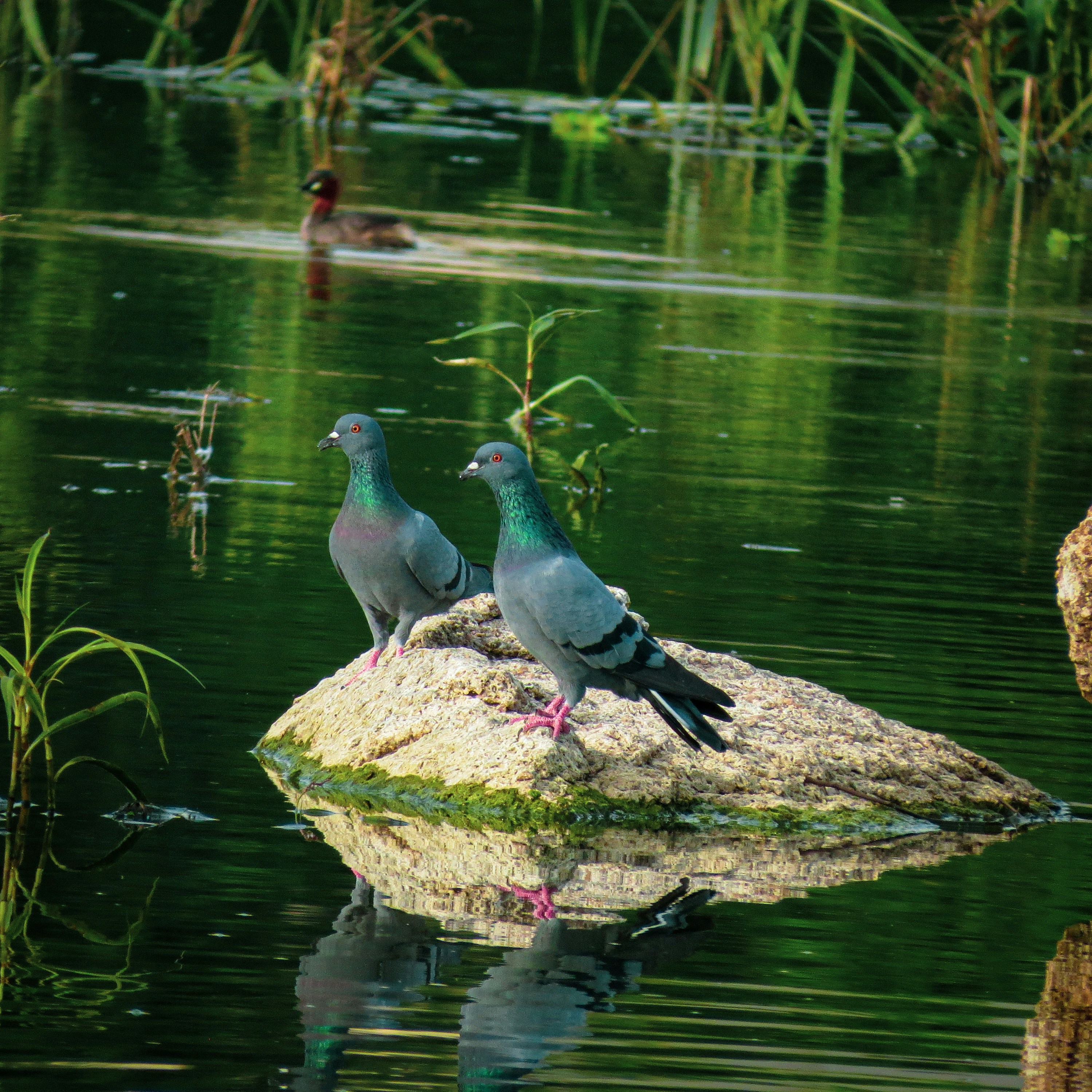 Nimez Lagoon (birdwatching spot) photo 3