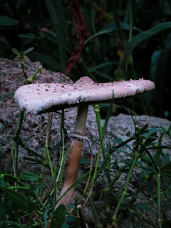 The Rise of Functional Fungi: How Nootropic Mushrooms (Lion's Mane, Reishi, Cordyceps) Are Becoming 