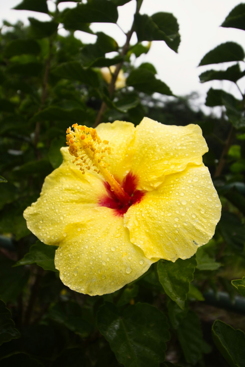 a yellow flower with a red center surrounded by green leaves