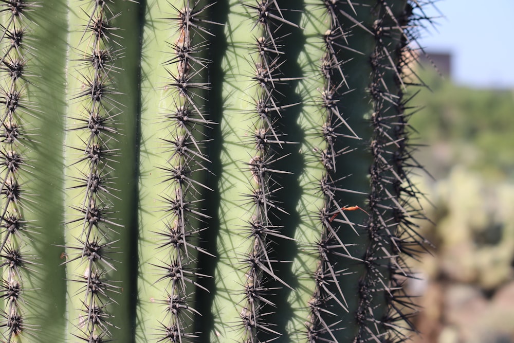 a close up of a cactus with a sky background