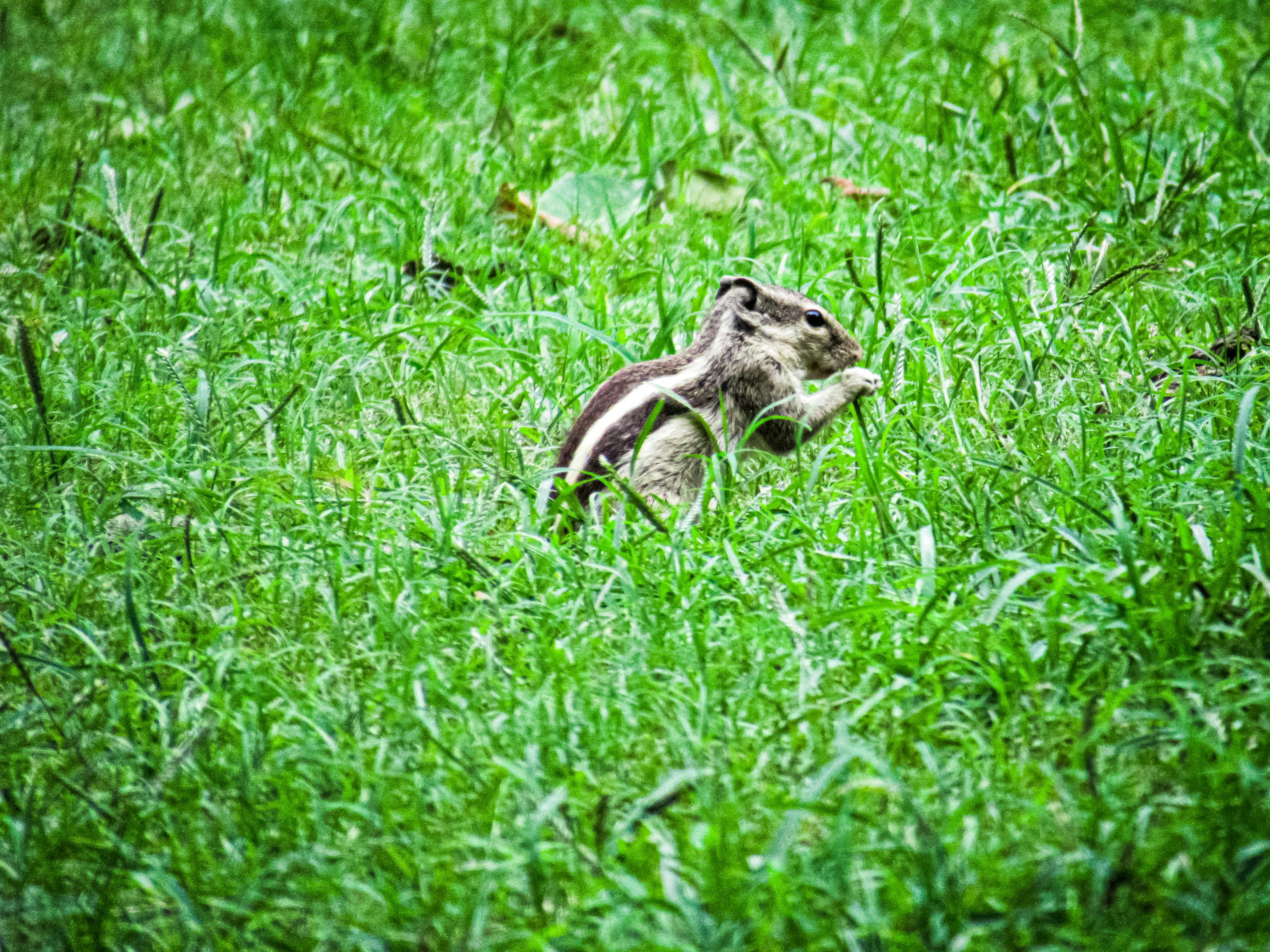 A small animal in a field of green grass photo – Free Animal Image on ...