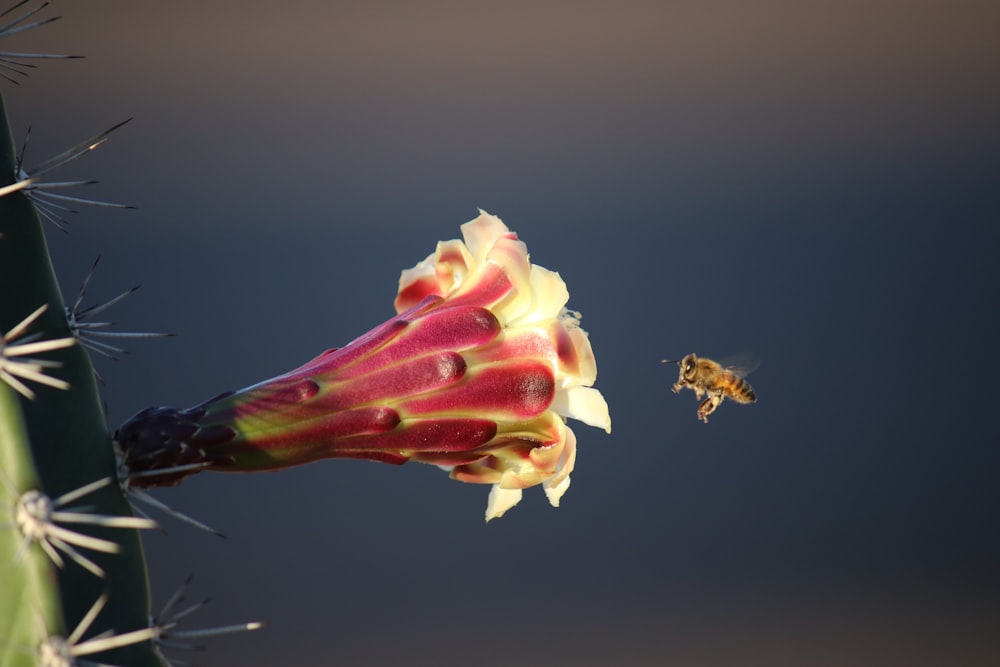 a flower with a bee flying next to it
