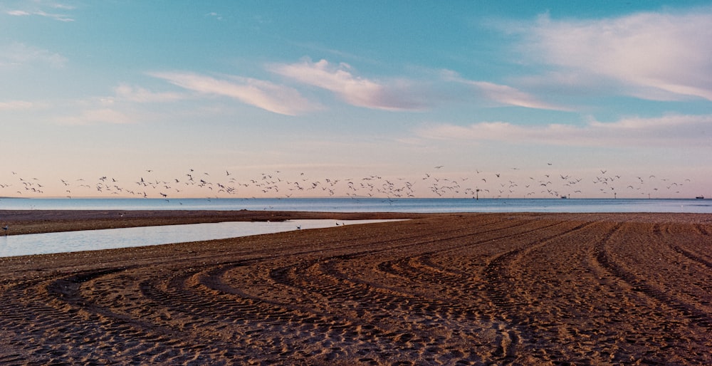 a flock of birds flying over a sandy beach