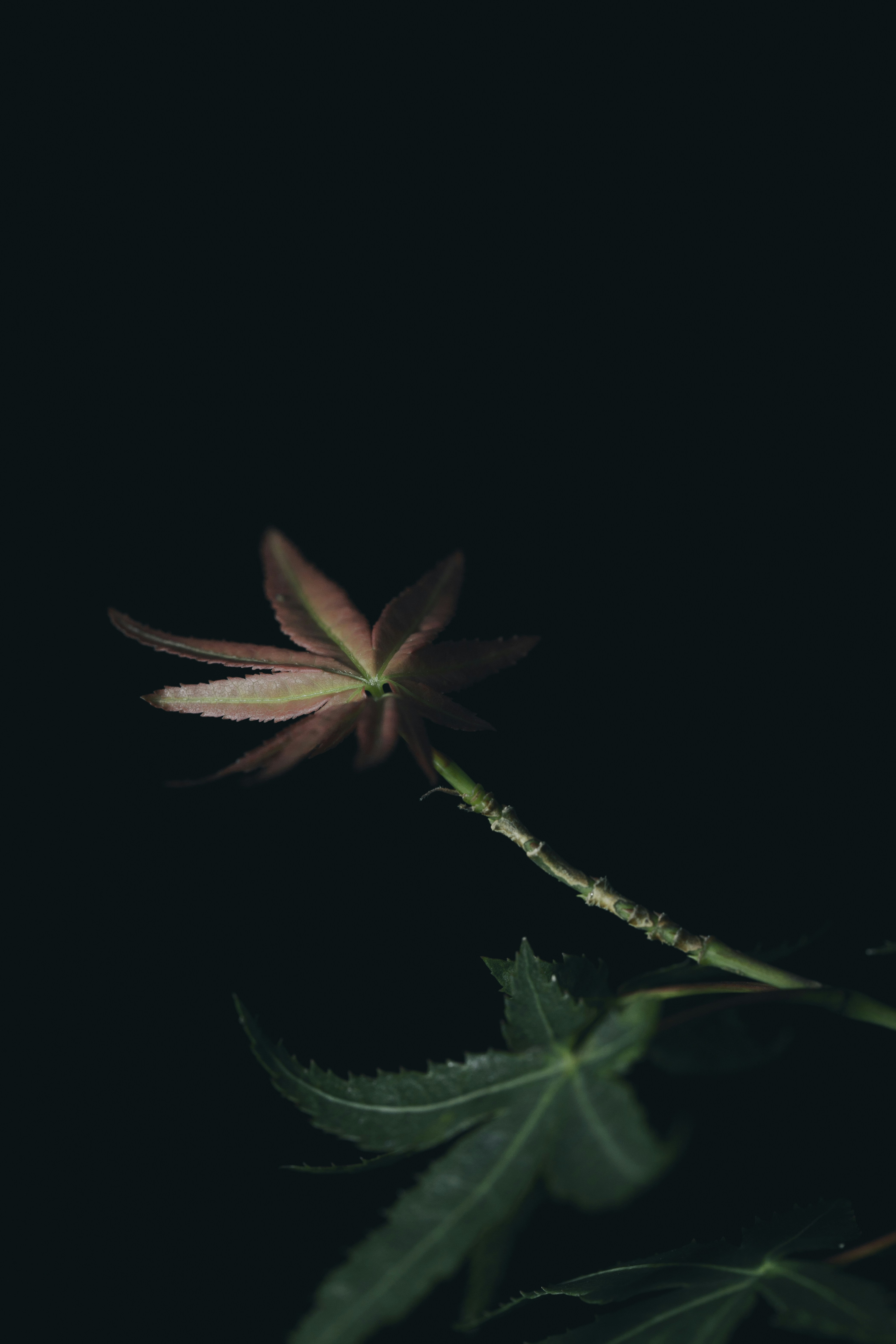 Photo by duongtrungthinh