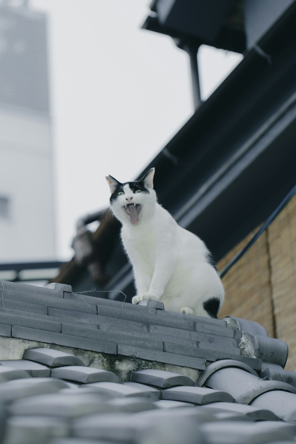 a black and white cat sitting on top of a roof