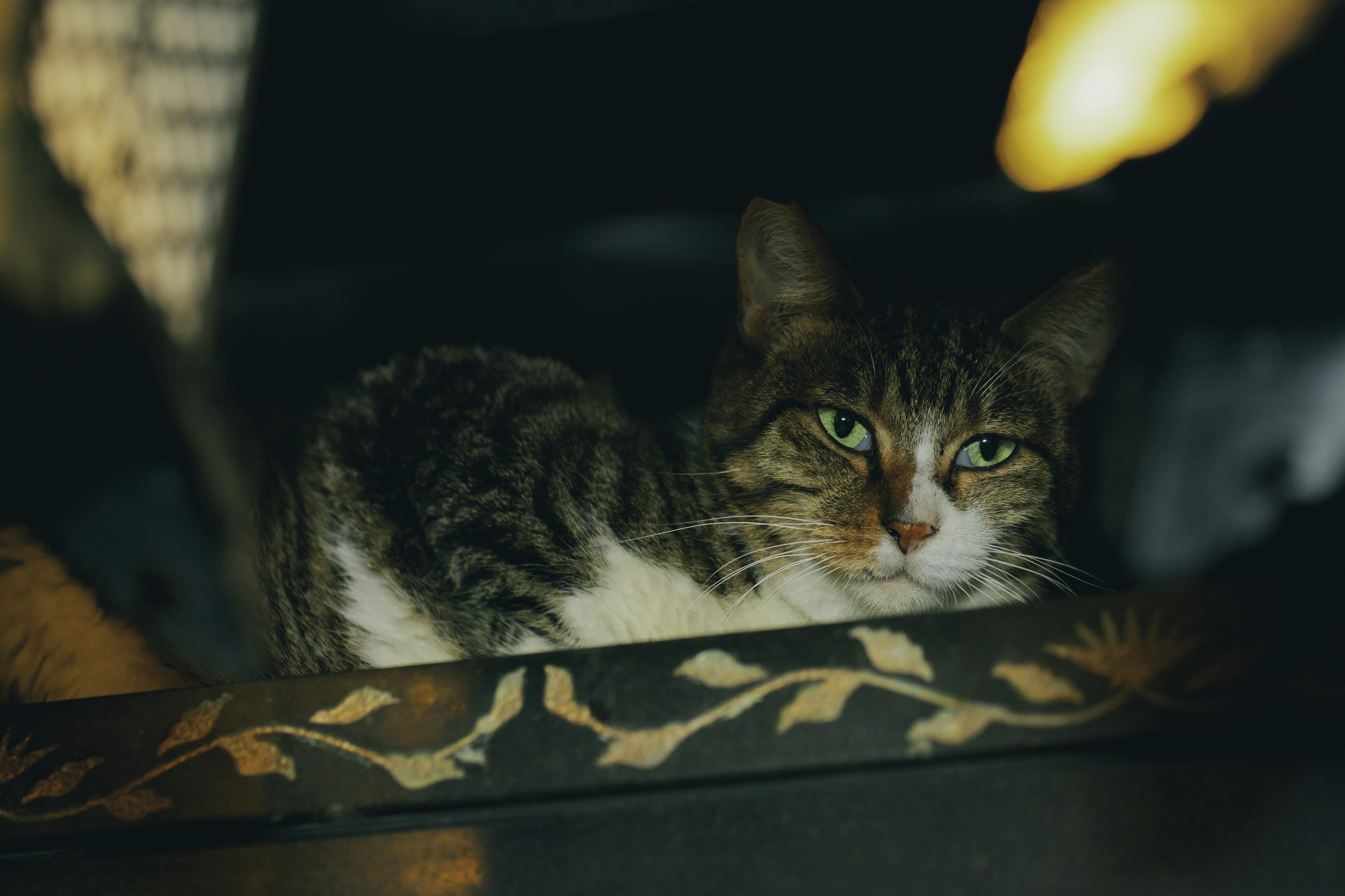 a cat sitting on top of a table next to a mirror
