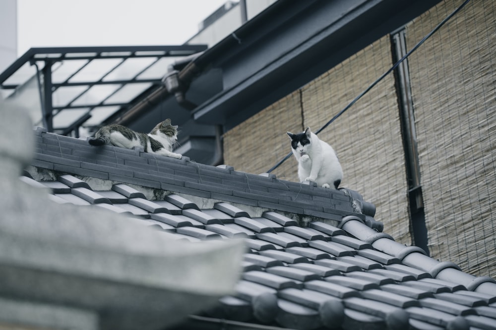 a black and white cat sitting on top of a roof