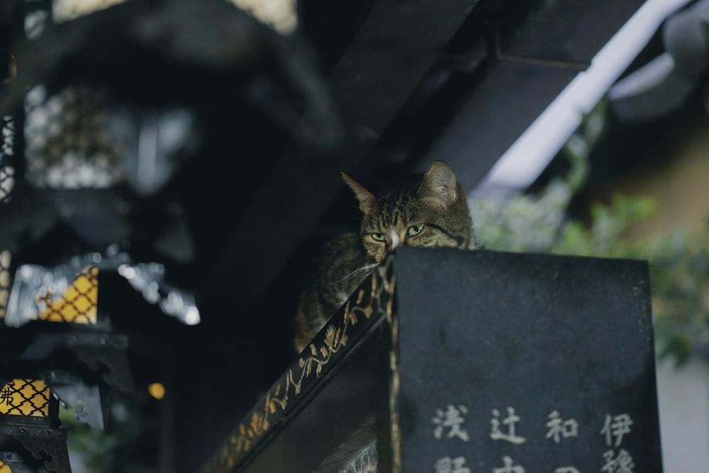 a cat is sitting on top of a sign