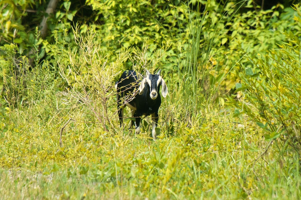 a black and white animal standing in tall grass