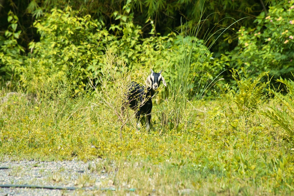 a raccoon walking through a field of tall grass