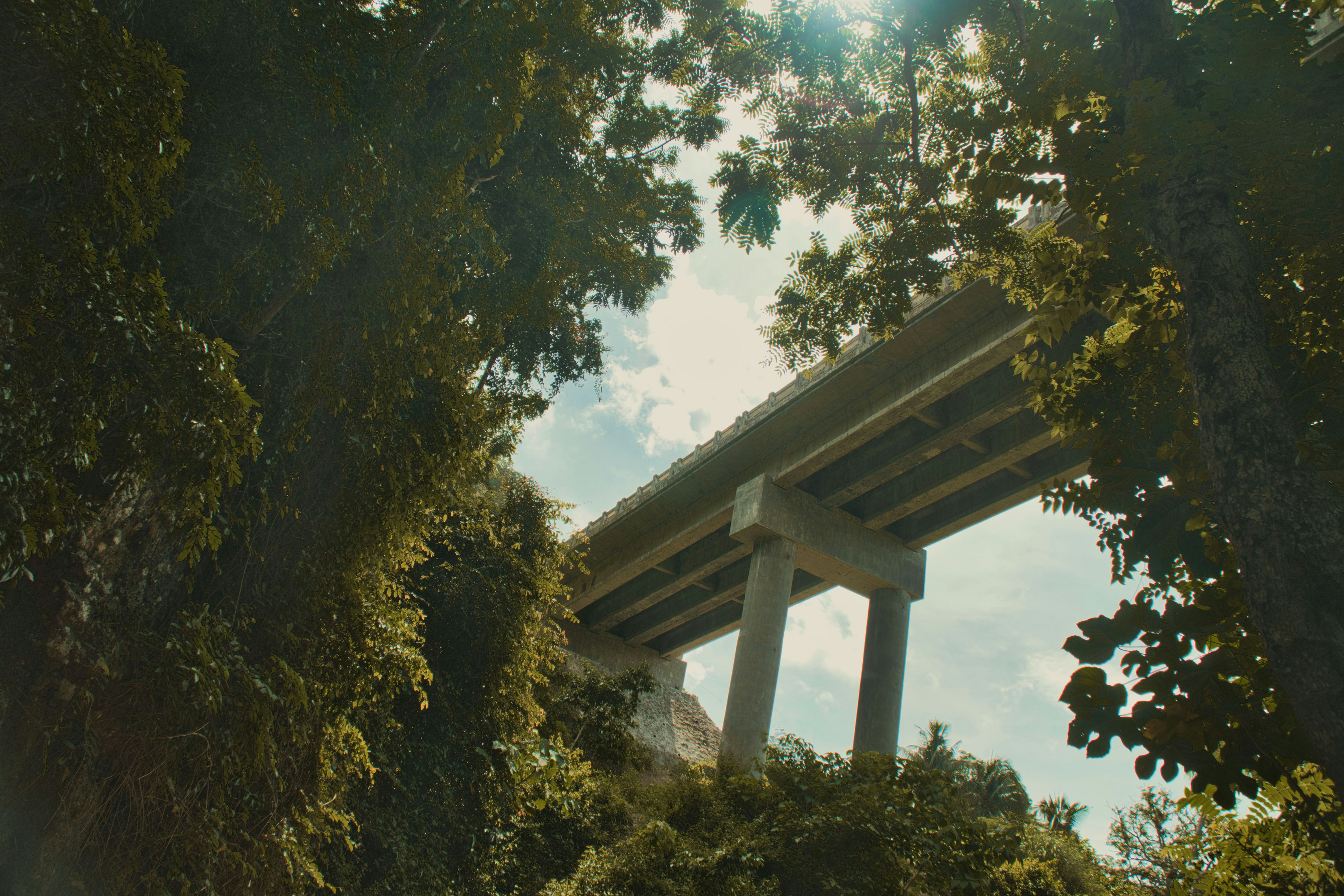 Pemandangan jembatan melalui beberapa pohon