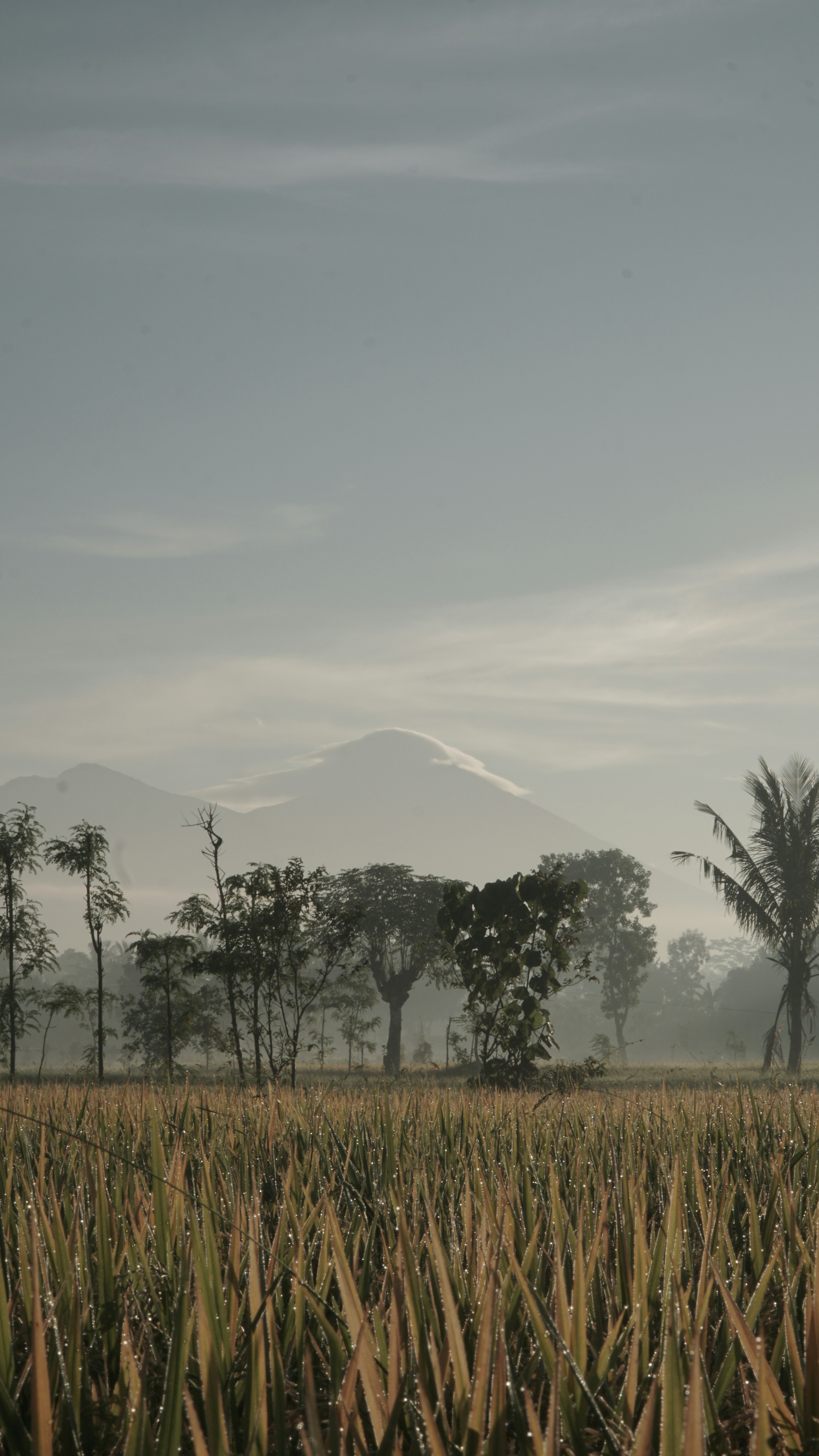 Sumatra's Wildlife Sanctuaries and Cultural Treasures