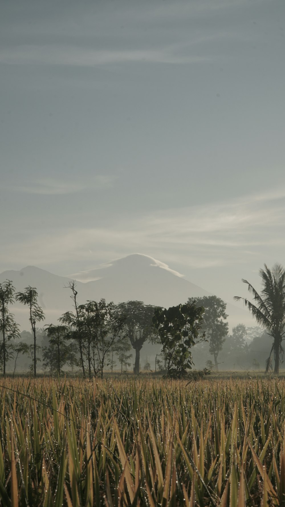 a field with trees and a mountain in the background