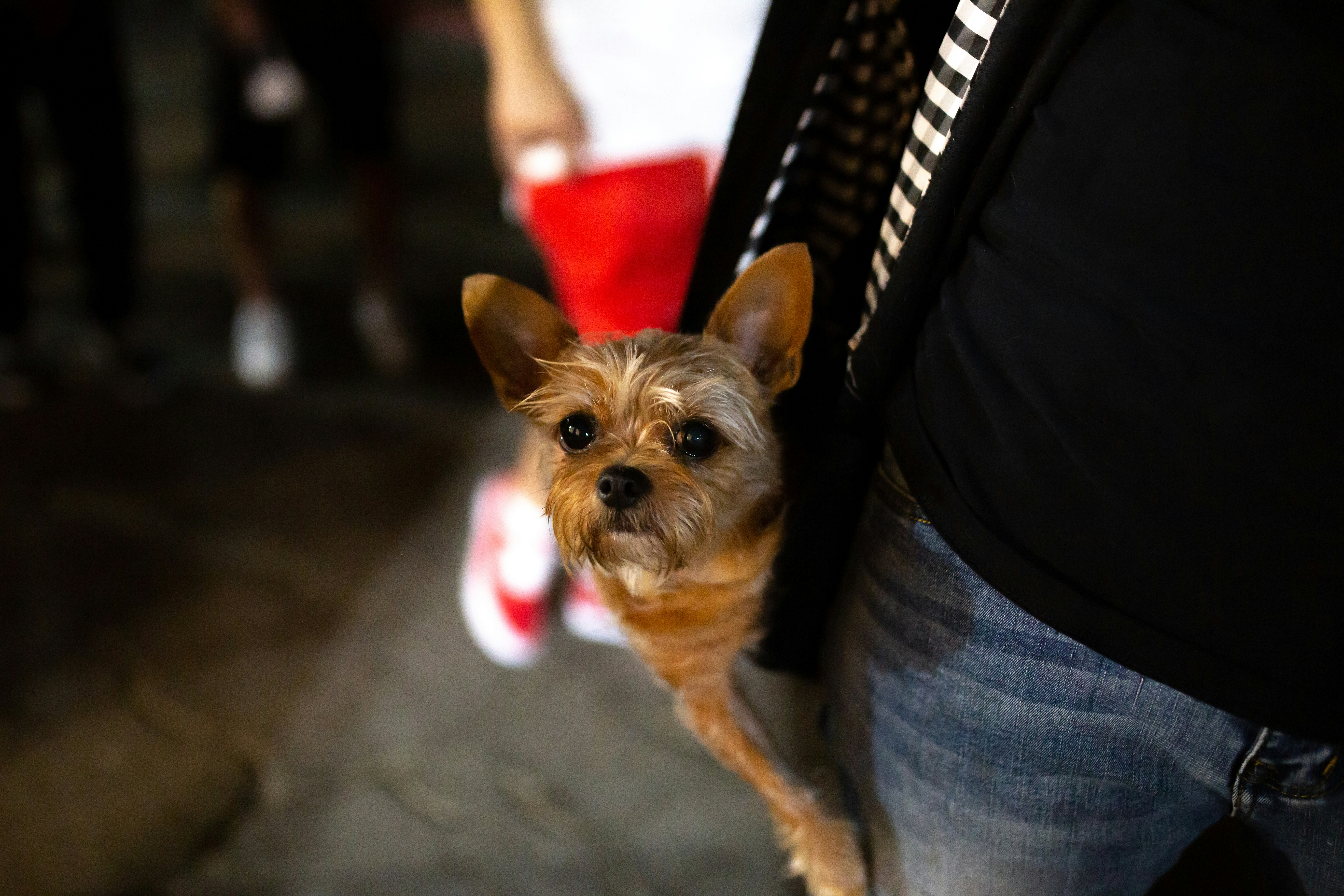 a small brown dog standing next to a person