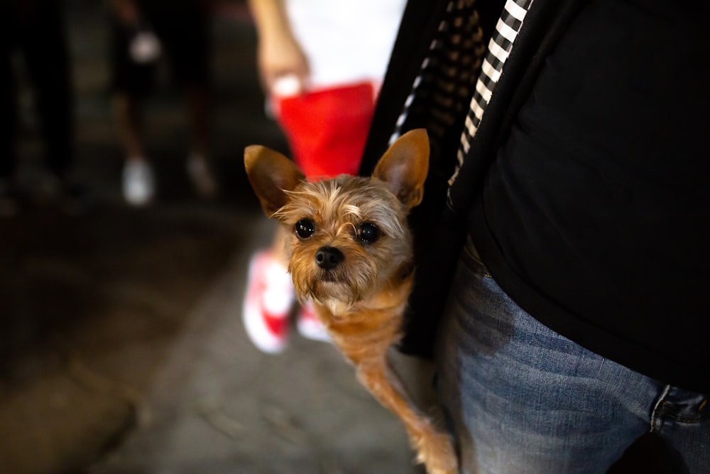 a small brown dog standing next to a person