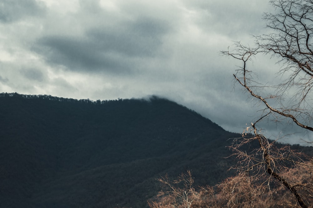 a tree with no leaves in front of a mountain