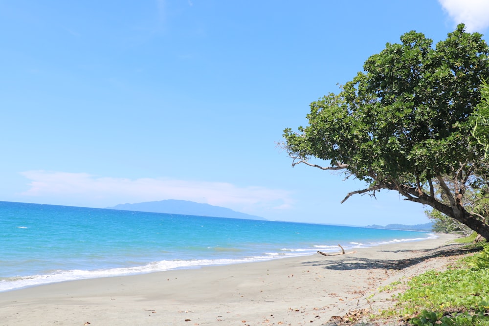 a tree on a beach with the ocean in the background