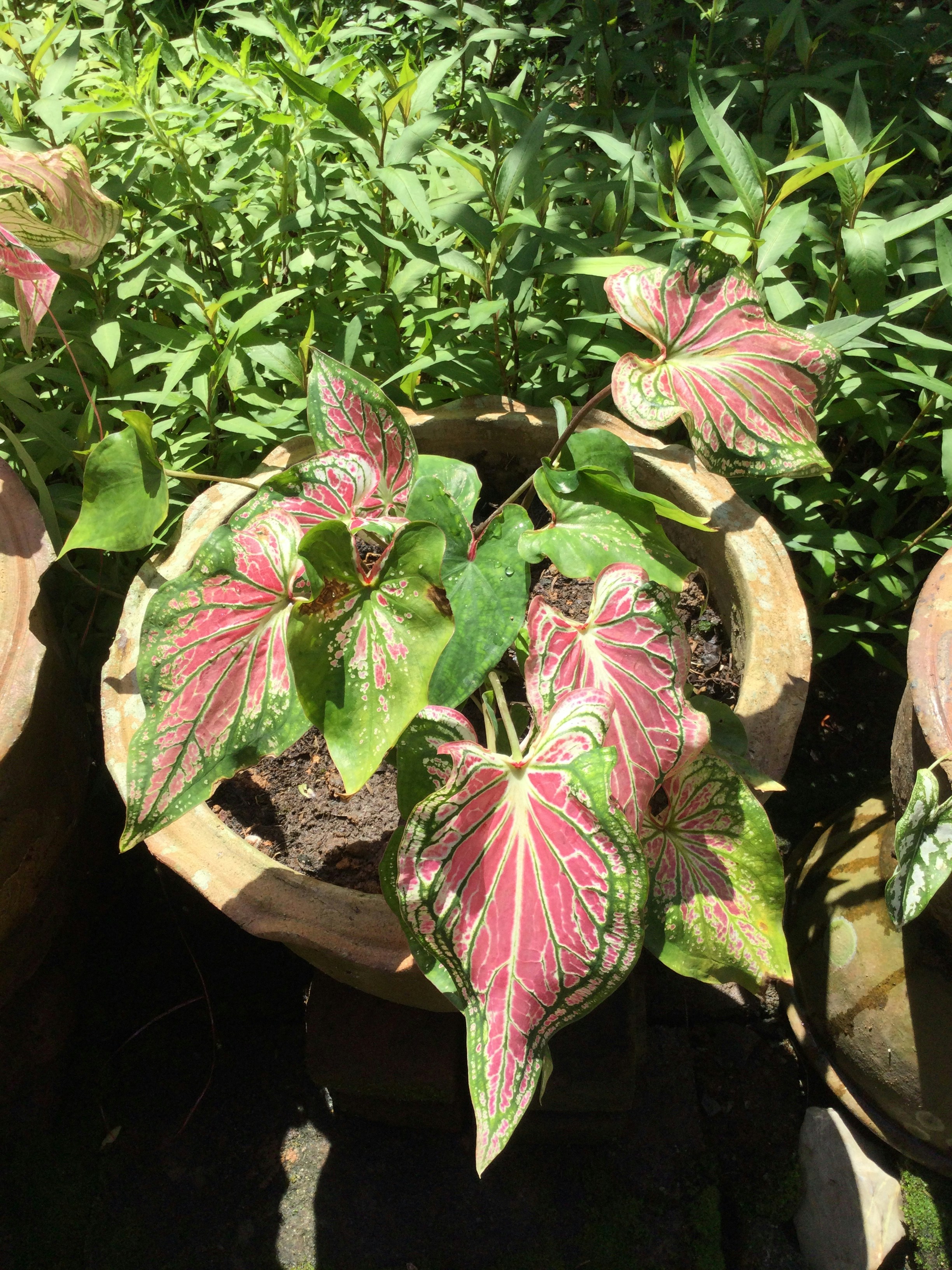 Vibrant Caladium Mix