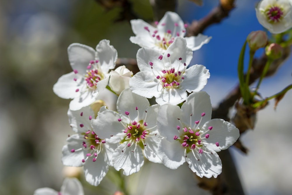 a close up of some white flowers on a tree