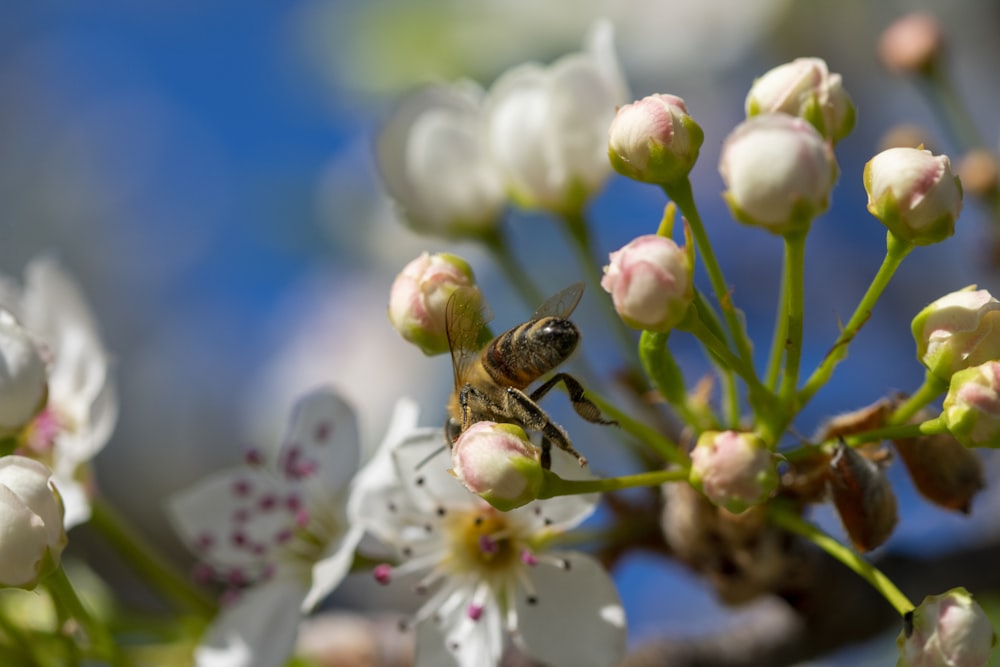 a bee sitting on top of a white flower