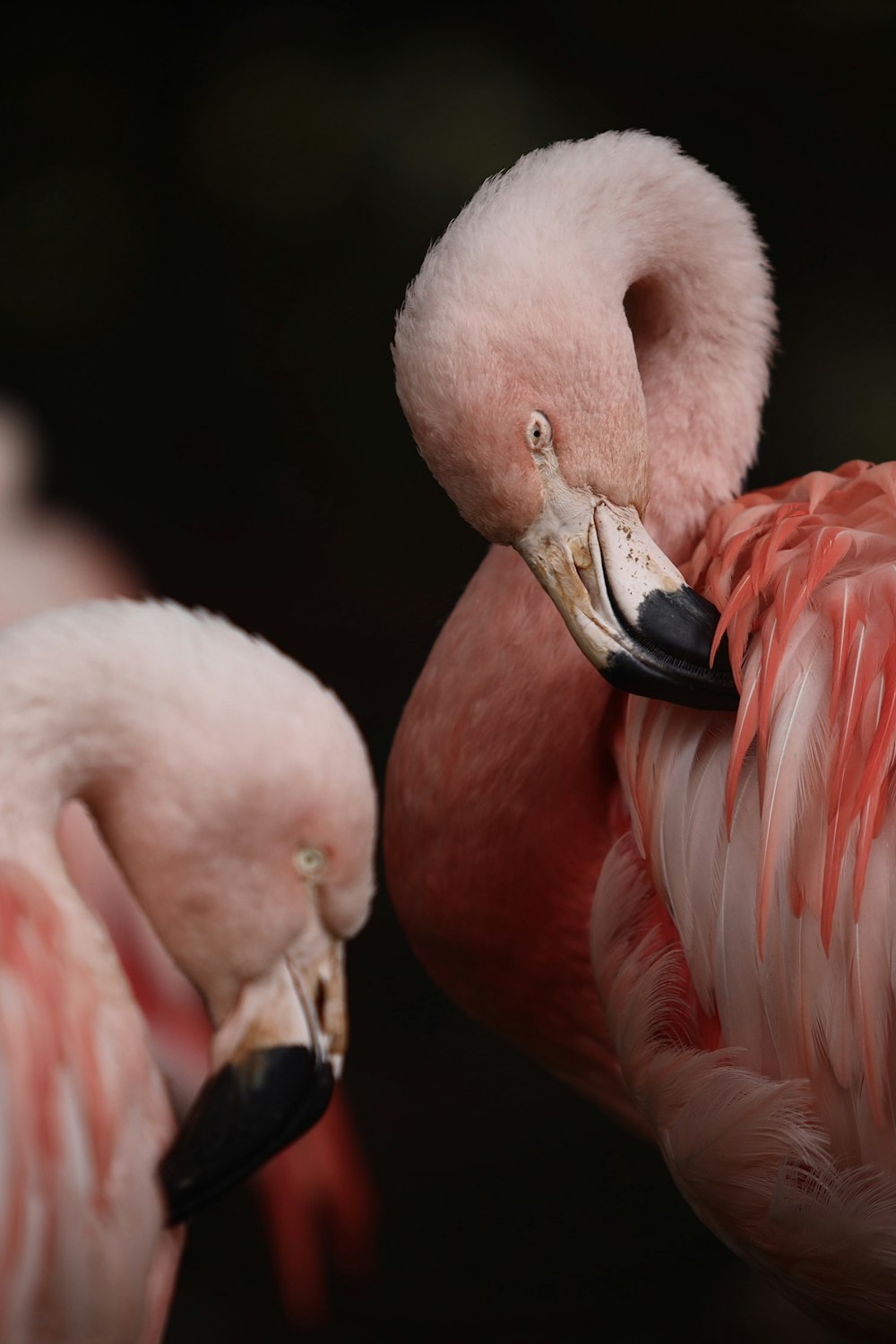 two pink flamingos standing next to each other