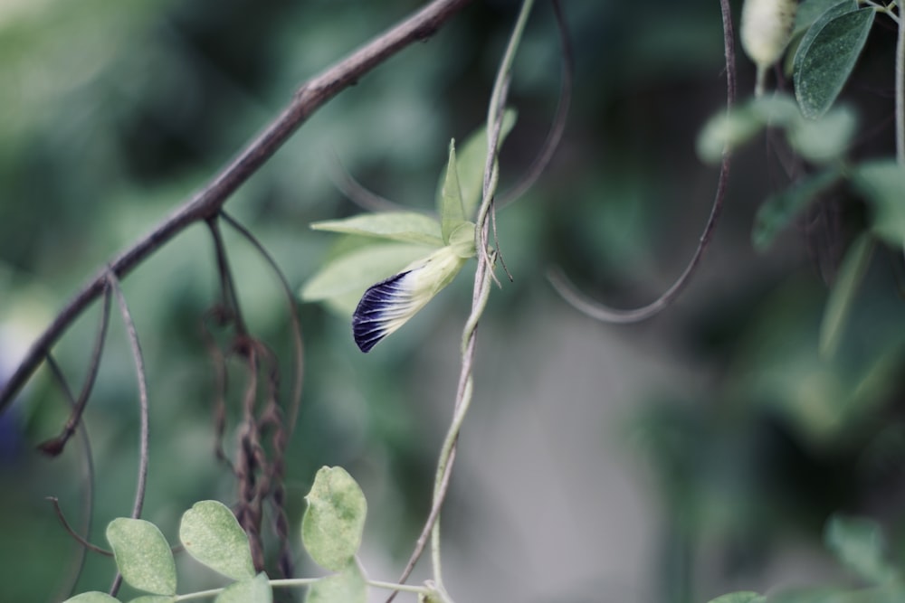 a blue and white striped bird perched on a tree branch