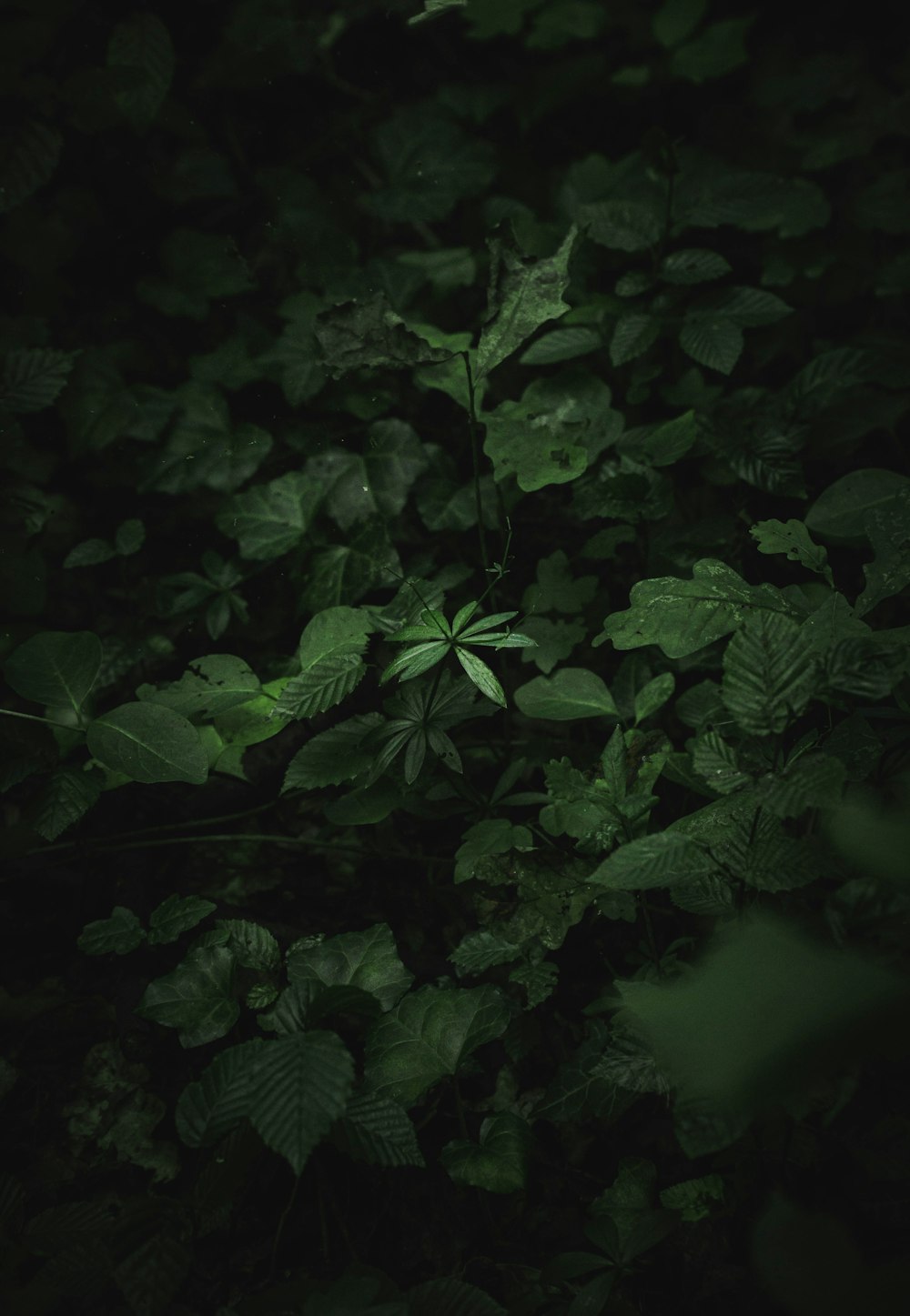 a plant with green leaves in the dark