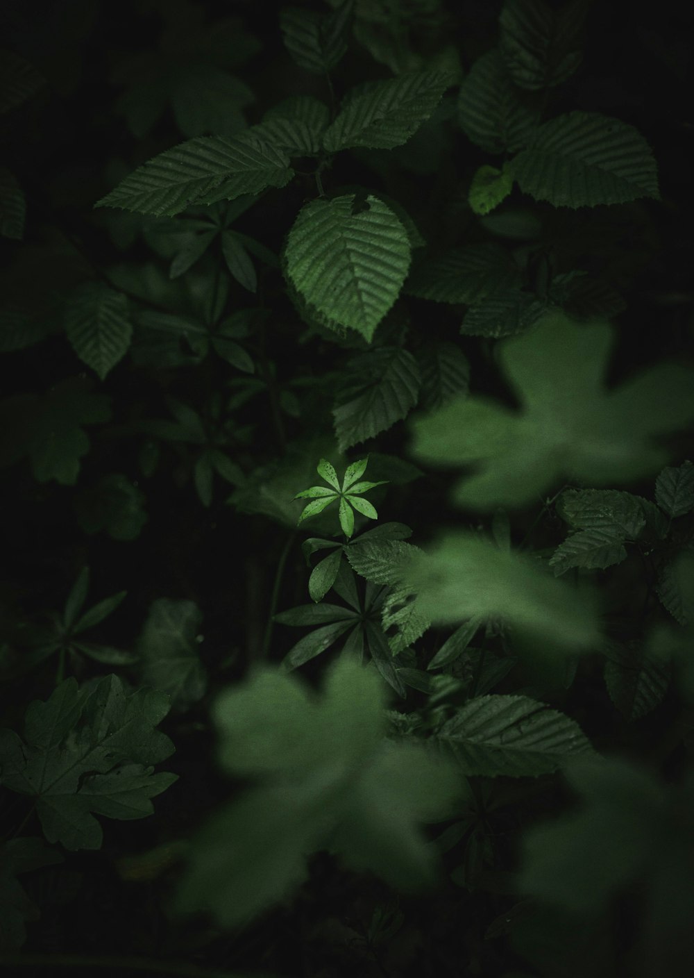 a close up of a green plant with leaves