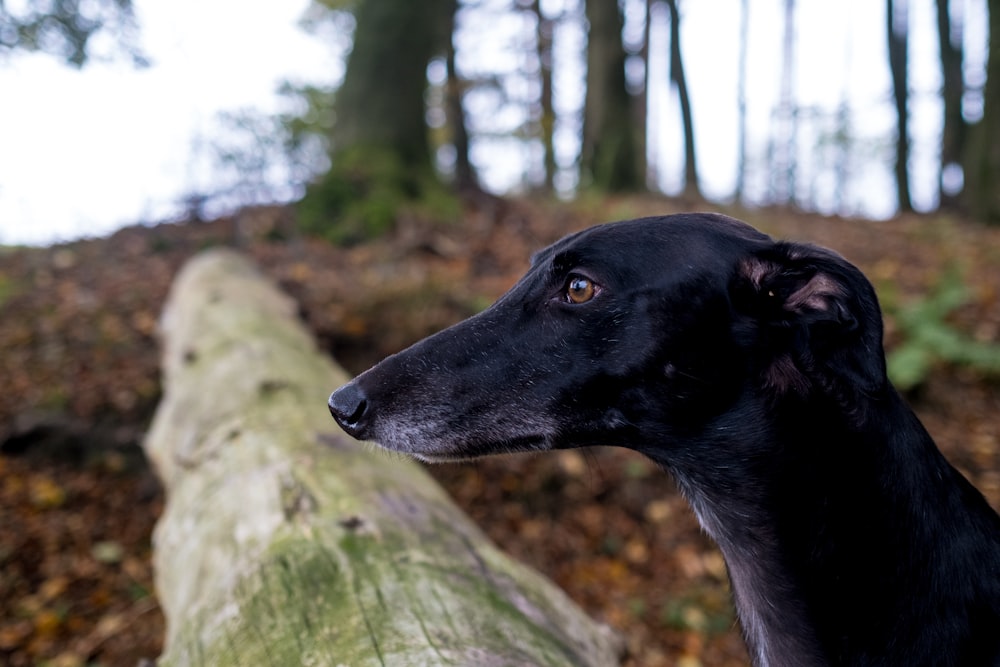 a black dog standing next to a fallen tree