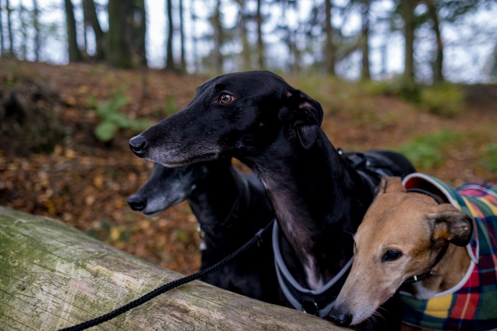 a couple of dogs standing next to each other