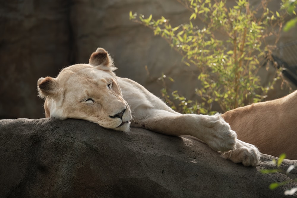 a white lion laying on top of a rock