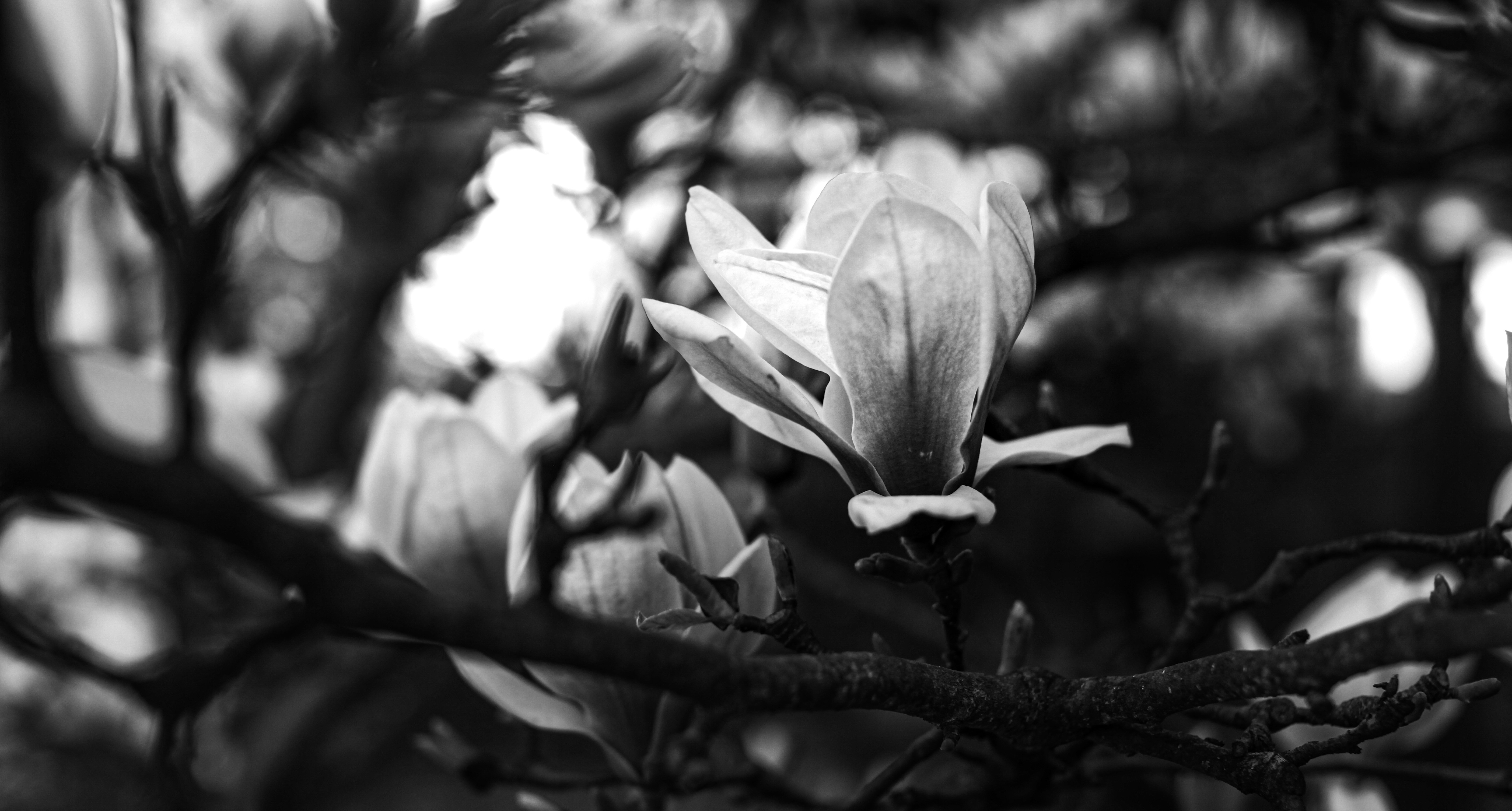 Photo by wilhelmgunkel