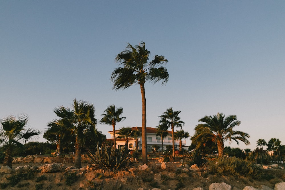 a palm tree in front of a house